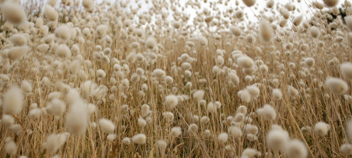 Coton conventionnel versus coton bio : quelle différence ? - Kipli