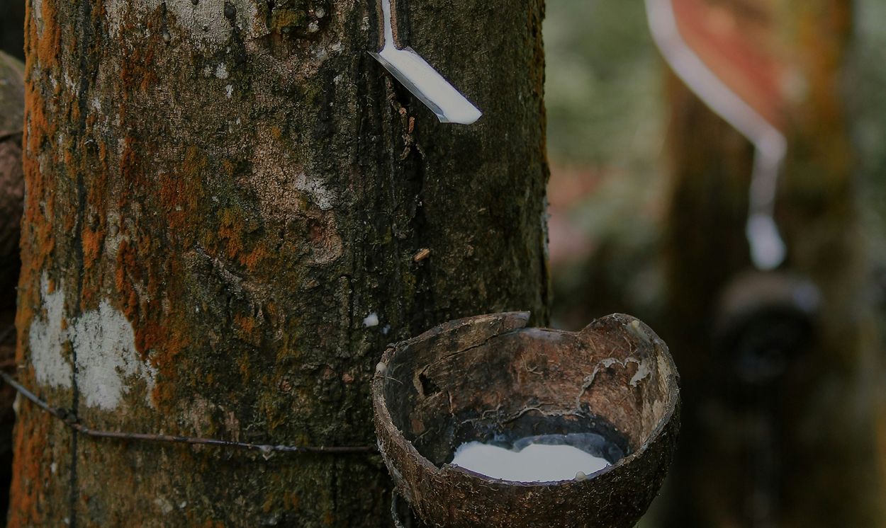 Gewinnung von Naturlatex aus einem Kautschukbaum, der in eine am Stamm befestigte Schale fließt.