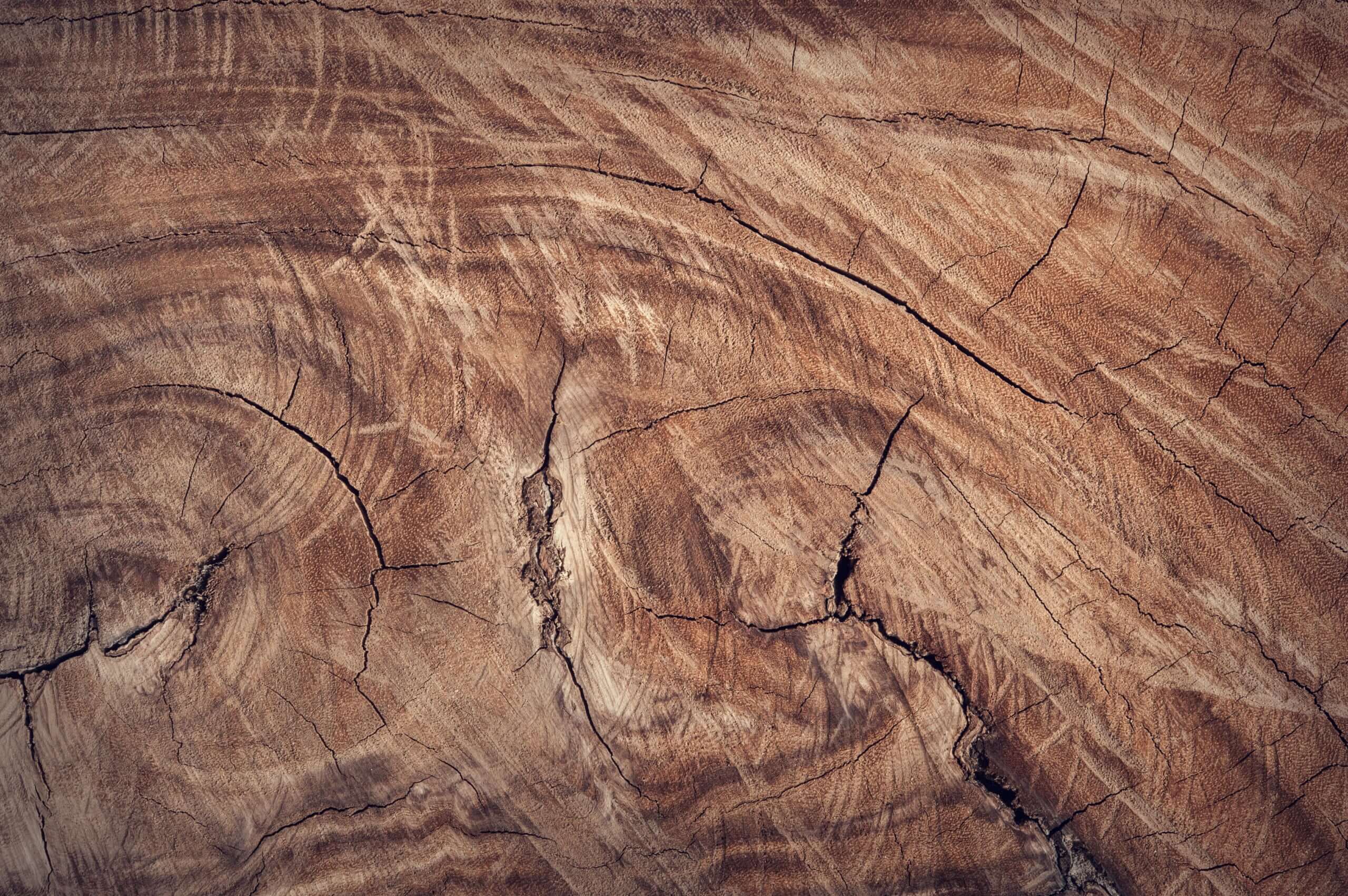 Eine Reise in die Welt der Holzarten: Die verschiedenen Holzarten für Möbel