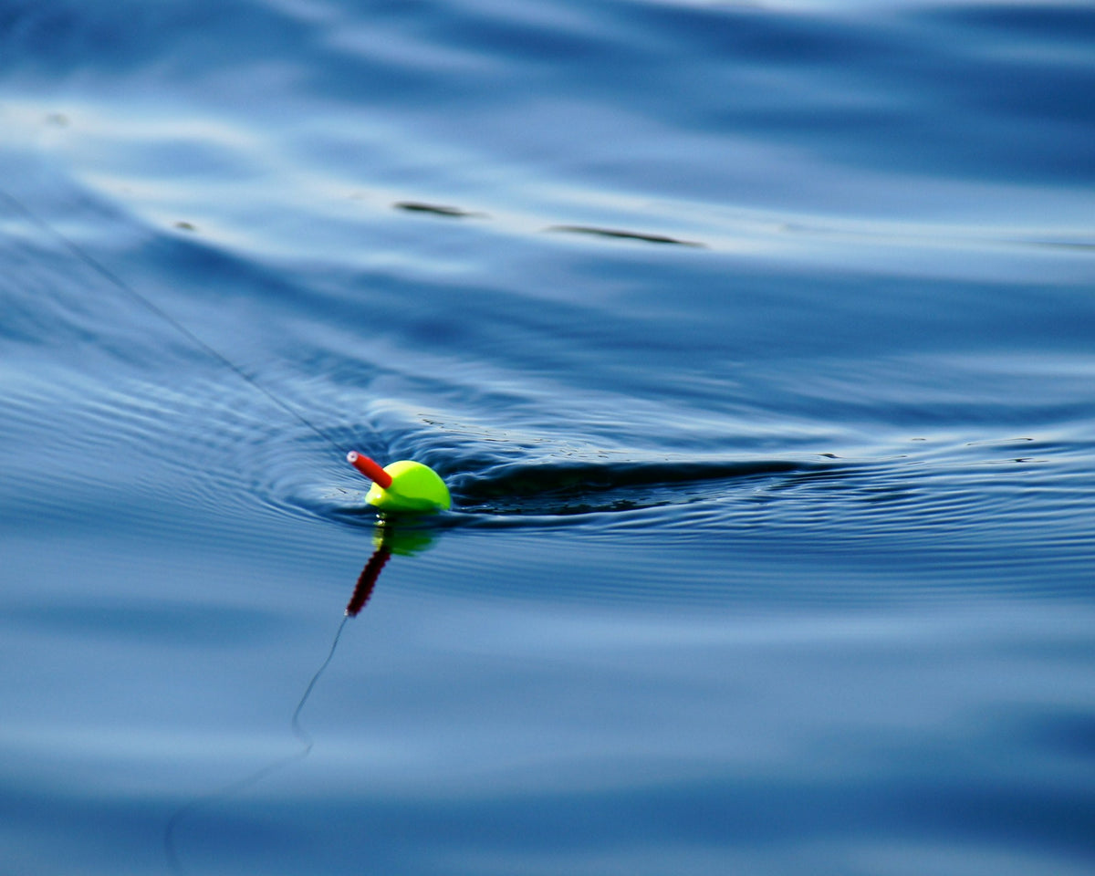 Comment la surpêche a modifié la vie marine ? - Kipli