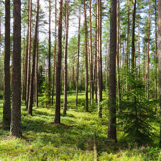Waldbewirtschaftung: 7 vorbildliche Initiativen