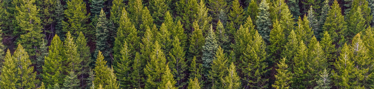 Comment passer un Noël naturel ? - Kipli