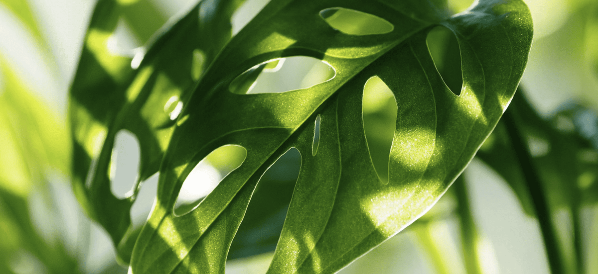 10 plantes faciles d’entretien qui purifient l’air et apaisent l’esprit - Kipli