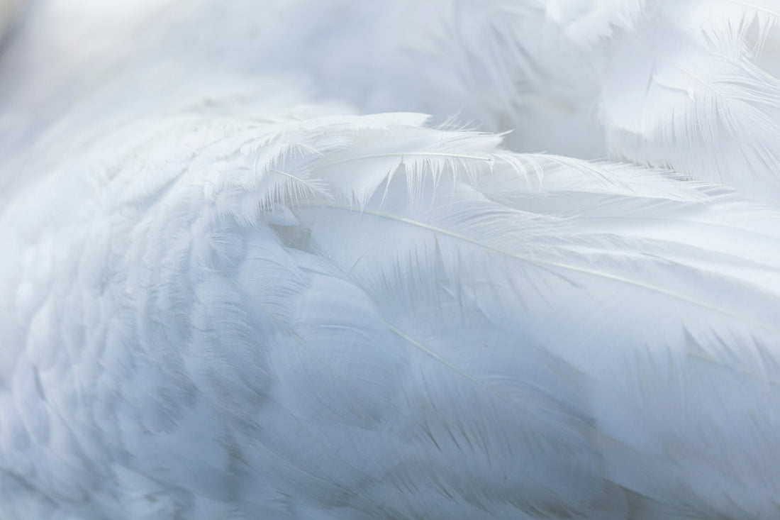 L'oreiller en plume, entre tradition et confort - Kipli