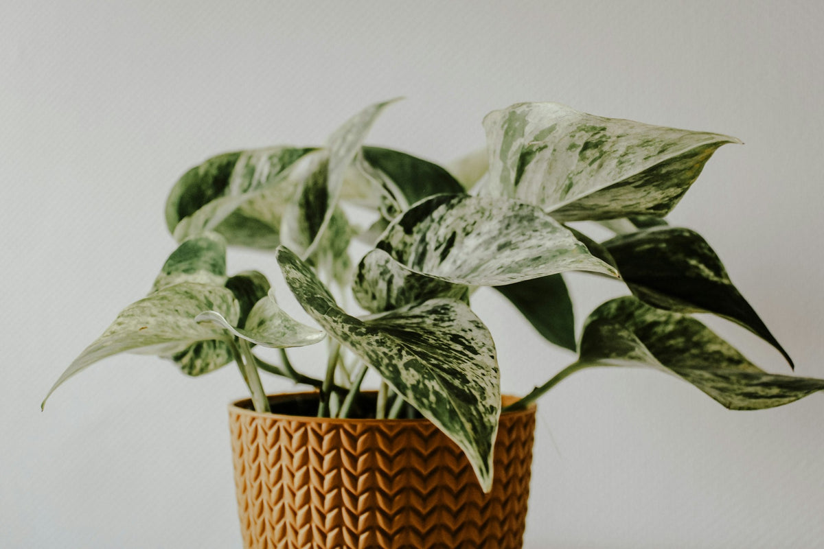 Quelles plantes mettre dans une chambre ? - Kipli
