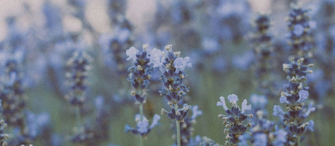 Piante per dormire bene: un approccio naturale per un sonno più sereno