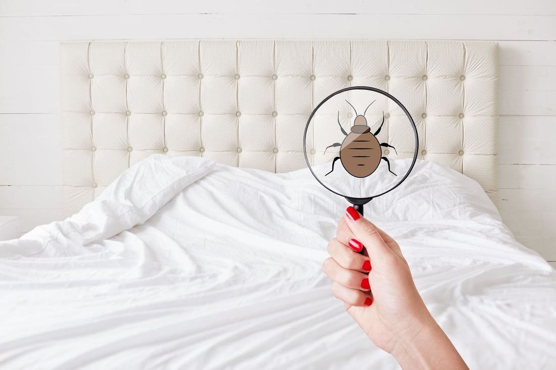 Les punaises de lit : Comment prévenir l’infestation ? Et comment s’en débarrasser ? - Kipli